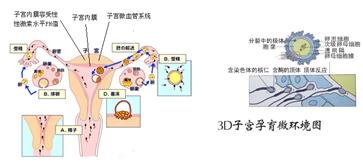 华博不孕不育医院,华博不孕不育医院的定性分析解释定义——豪华版,实践验证解释定义_安卓76.56.66