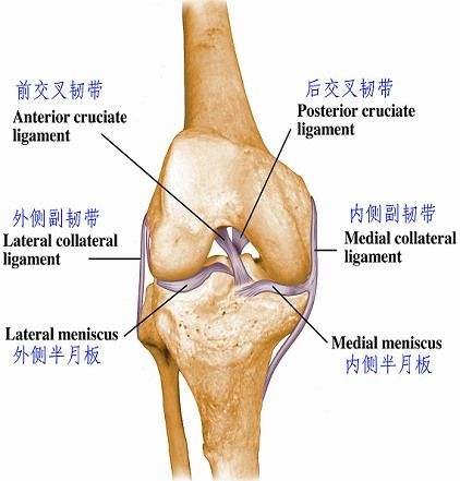 关节屈伸不利的中药,关节屈伸不利的中药疗法及专业说明评估,效率资料解释定义_Elite51.62.94