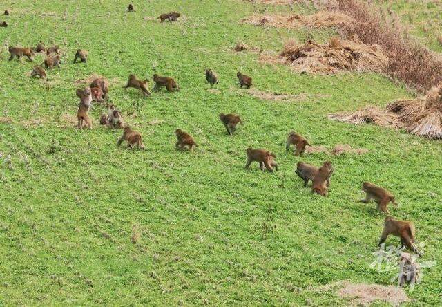 浙江一地50多只野猴下山偷菜