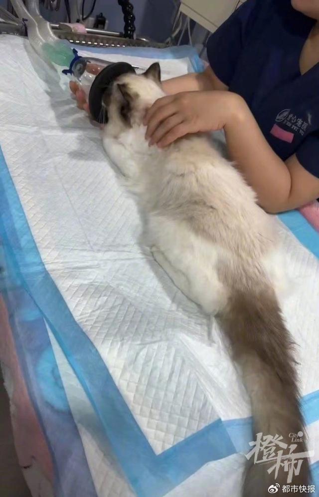 猫死亡了还要每月被扣几百元