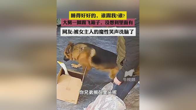 小伙按年猪没按住被猪一脚踹脸上